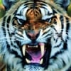 TigerR